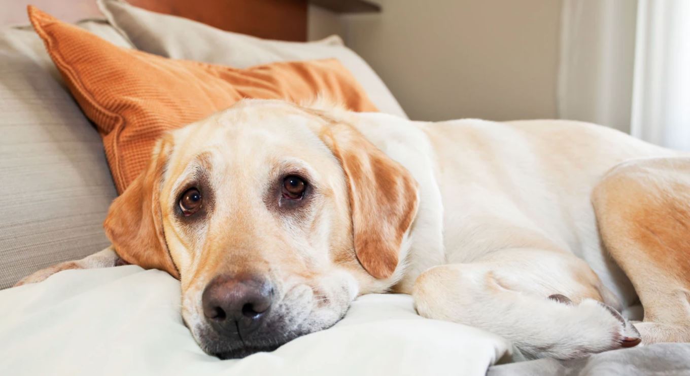 How to Find Pet-Friendly Hotels for Your Furry Friends