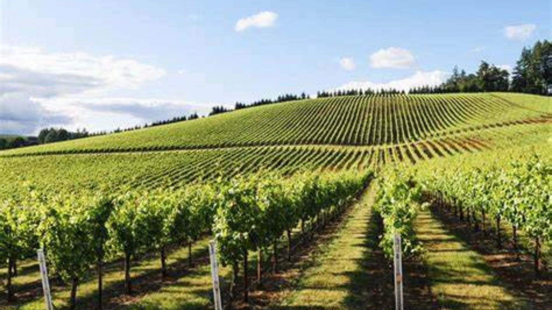 Vineyard Management: Cultivating Excellence in Wine
